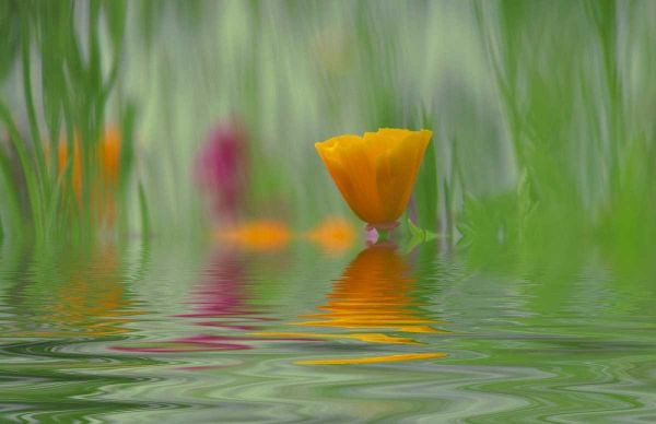 WA, Abstract of California poppy in water
